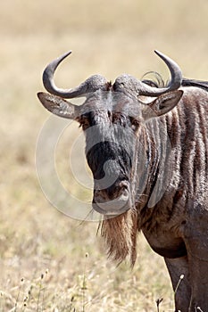 A portrait of the Wildebeest in the Serengeti