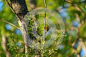 Portrait of wilson`s warbler