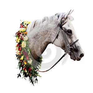 Portrait of the winning horse in white with a wreath of flowers isolated