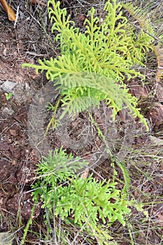 Portrait: Wire grass plant or Lycopodium cernuum L.