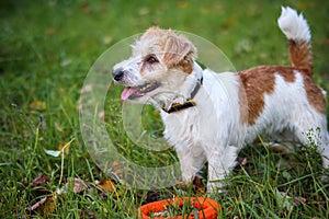 Portrait of Wire-haired Jack Russell Terrier on a background of yellow foliage in the park