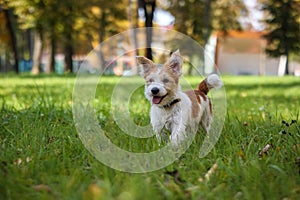 Portrait of Wire-haired Jack Russell Terrier on a background of yellow foliage in the park