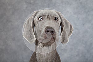 Portrait of Wirehaired Slovakian pointer dog