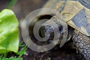 Portrait of a wise greek tortoise