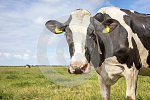 Portrait of a wise mature black-and-white cow, close up standing in a field, penetrating look