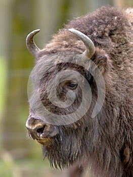portrait of Wisent bull