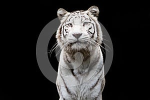 Portrait of a withe tiger with a black background