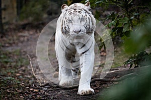 Portrait of a withe tiger in the forest