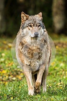 Portrait of a wolf in autumn forest