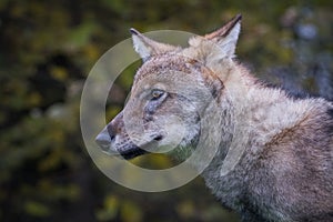 Portrait of a wolf cub with ears spread out