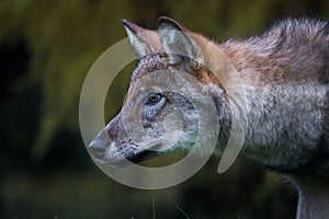 Portrait of a wolf cub looking alertly photo