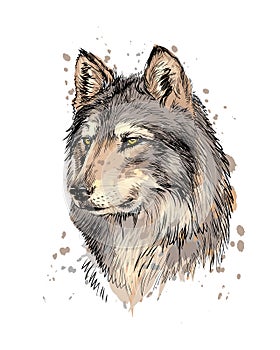 Portrait of a wolf head from a splash of watercolor