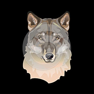 Portrait of wolf head