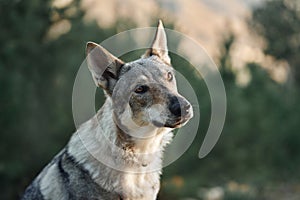 portrait of a wolf-like dog. Czechoslovak wolf. Close-up. cute pet