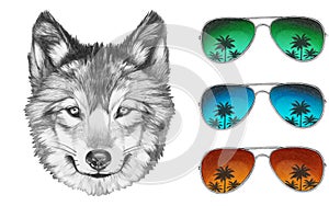 Portrait of Wolf with mirror sunglasses.