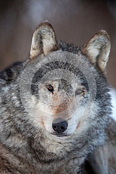 Portrait of a wolf. An ordinary wolf is a species of predatory mammals from the canine family. Close-up portrait of an animal