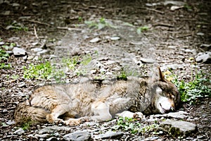 Portrait of  wolf sleeping in forest. Animal theme