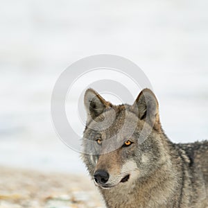 portrait of she-wolf on white backgroun