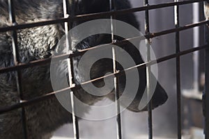 Portrait of a wolf who is behind bars