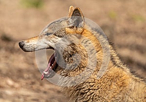Portrait of a wolf yawning