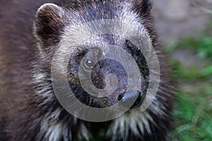 Portrait of a Wolverine