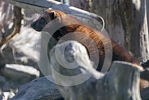 Portrait of wolverine from profile