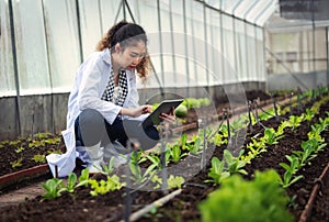 Portrait of Woman agricultural researcher holding tablet while working on research at plantation in industrial greenhouse