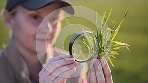 Portrait of a woman agronomist studying wheat shoots through a magnifying glass