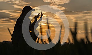 Portrait of a woman agronomist studying wheat shoots through a magnifying glass