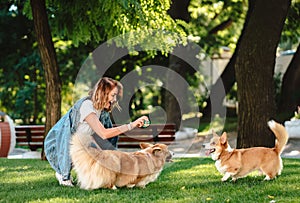 Portrait of woman with dogs Welsh Corgi Pembroke in dog park