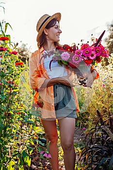 Portrait of woman farmer picking flowers in bucket in summer garden at sunset. Cut flowers harvest of zinnias.