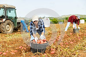 Portrait of woman farmer working on potato field at farm