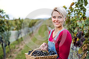 Portrait of woman holding grapes in vineyard in autumn, harvest concept.