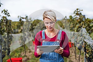 Portrait of woman holding tablet in vineyard in autumn, harvest concept.