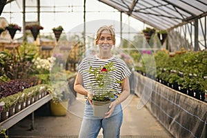 Portrait Of Woman Inside Greenhouse In Garden Centre Choosing And Buying Red Echinacea Plant