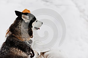 portrait of a woman winter clothes walking the dog in the snow Lifestyle