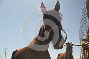 Portrait of wonderful bay english horse. Horse head close up