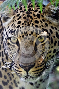Portrait of a wonderful leopard at the kruger