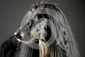 Portrait of a wonderful majestic afghan hound photo