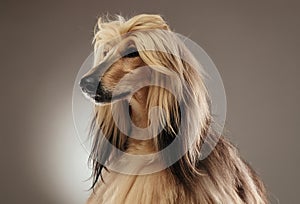 Portrait of a wonderful majestic afghan hound photo