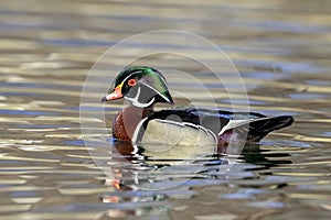 Portrait of a Wood Duck Drake