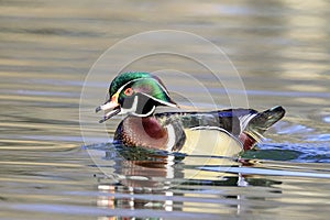 Portrait of a Wood Duck Drake