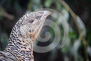 Portrait of wood grouse grouse lurking