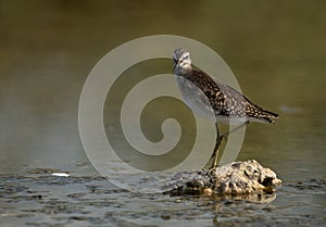 A portrait of Wood Sandpiper at Asker marsh, Bahr photo