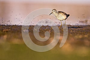 Portrait of wood sandpiper standing on the ponds bank catching insect thats flying around.