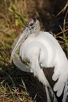 Portrait of a Wood Stork in the Everglades, Florida