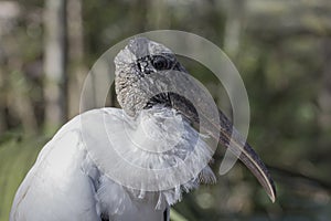 Portrait of a Wood Stork in Everglades National Park, Florida