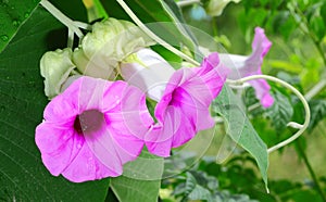 The portrait of Woolly Morning Glory