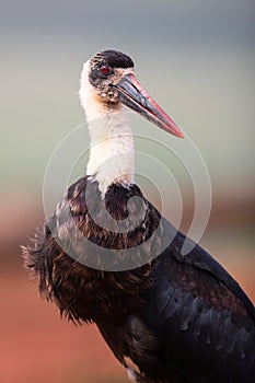 Portrait of a Wooly necked stork in Zimanga Game Reserve