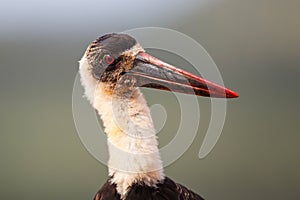 Portrait of a Wooly necked stork in Zimanga Game Reserve